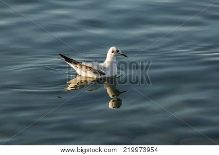 a single Forster's tern swims on the calm waters of Lake Iznik, Iznik, Turkey
