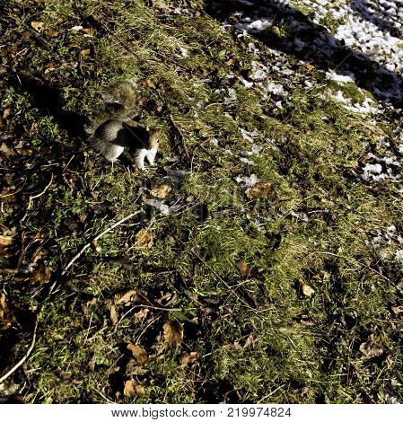 Wild eastern gray squirrel in winter - Pump Room / Jephson Gardens, Royal Leamington Spa, Warwickshire, United Kingdom