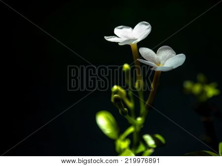 White Flowers, Small And Fragile, Gerdenia Crape Jasmine