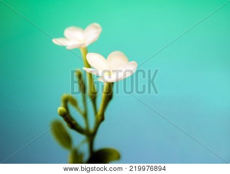 White Flowers, Small And Fragile, Gerdenia Crape Jasmine