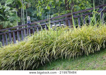 chlorophytum comosum or spider plant in the garden