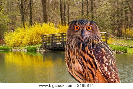 Gufo presso un parco statale