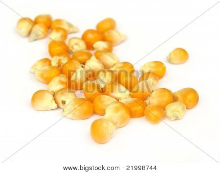 close up von Hühneraugen