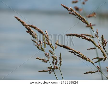 Stems of grass against the background of the reservoir in summer in windless weather
