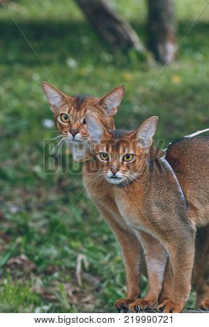 two gorgeous Abyssinian cats in chest strap on walk in the park against the background of a green grass