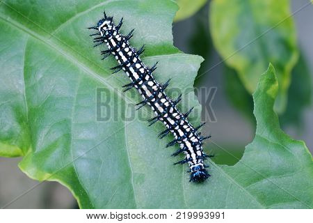 Colorful caterpillar on the green leaf in the garden.