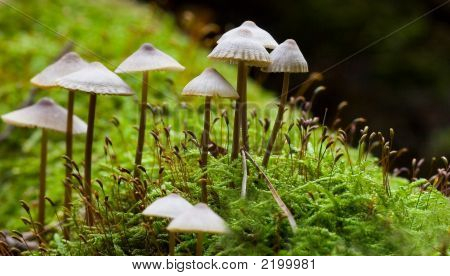 Cogumelos pequenos