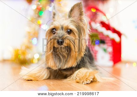 A dog breed Yorkshire terrier on a background of Christmas garlands