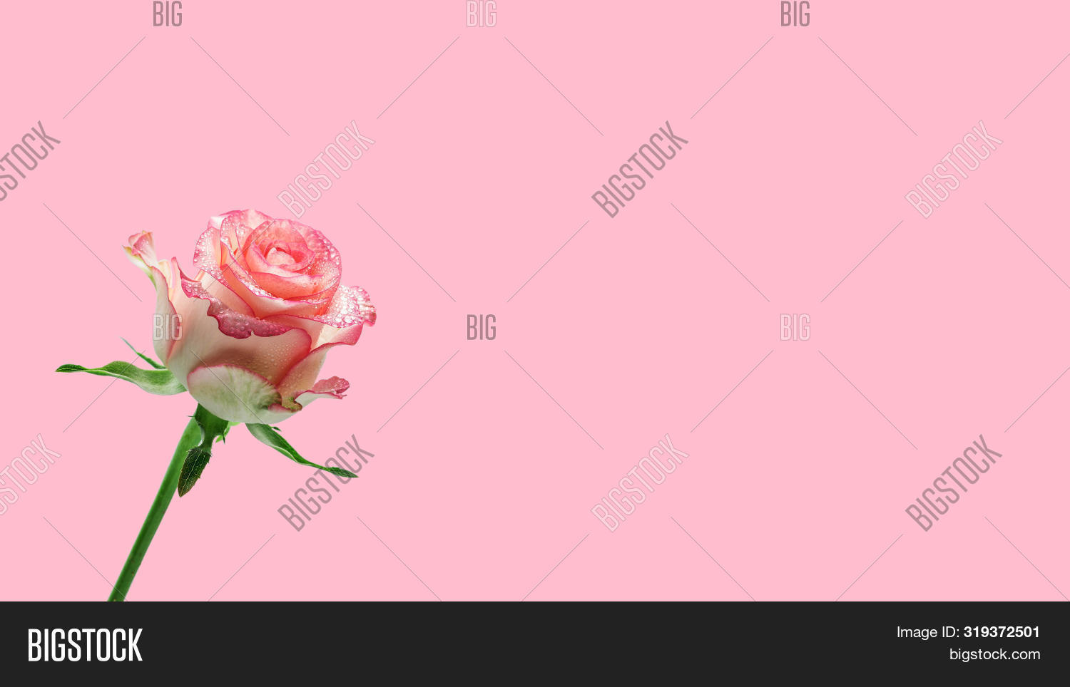 Light Pink Rose Image & Photo (Free Trial) Bigstock