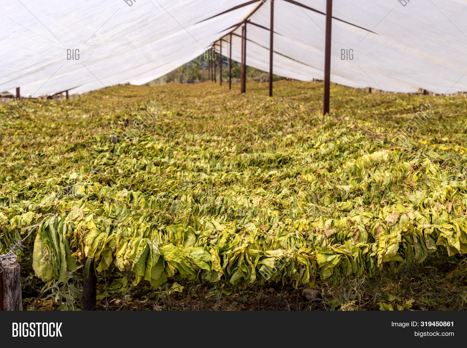 Agriculture. Canopy Image & Photo (Free Trial) Bigstock