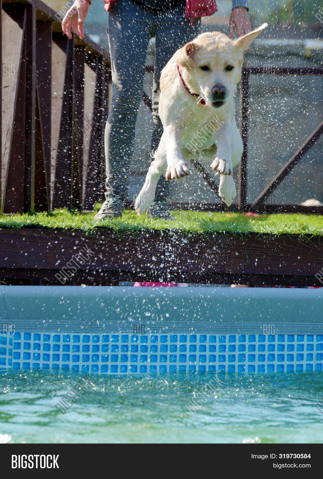 Are Service Dogs Allowed In Public Pools