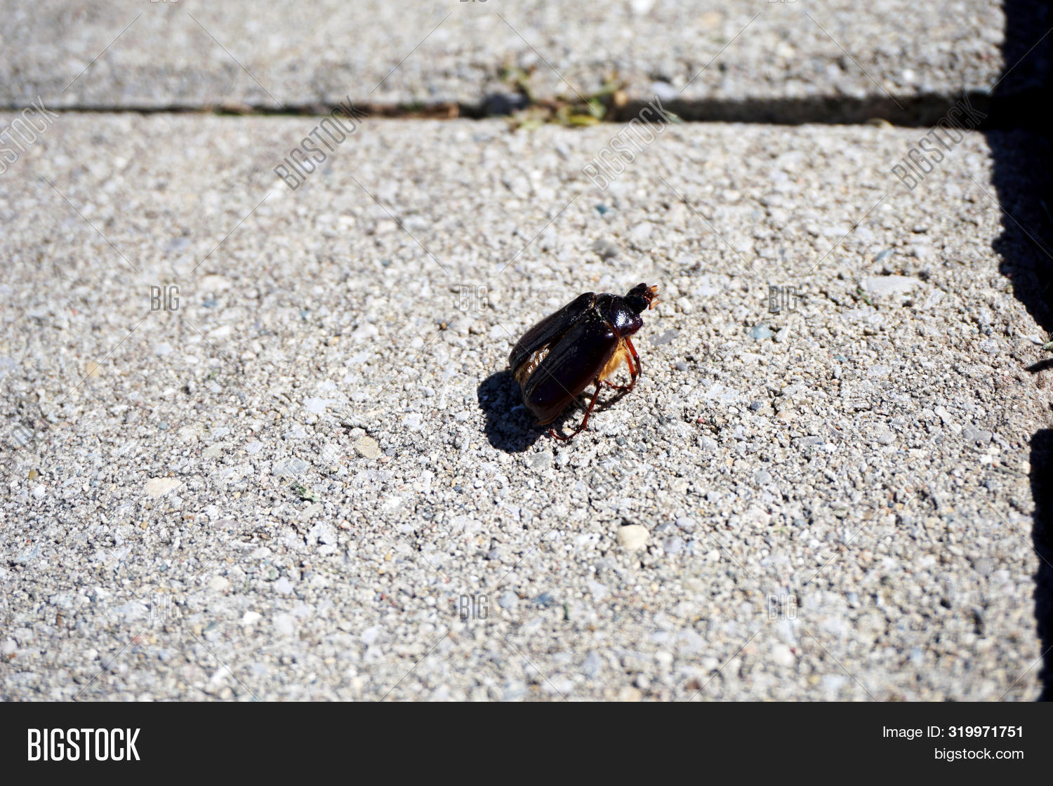 Brown June Beetle ( Image & Photo (Free Trial) Bigstock