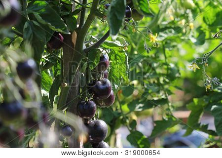 Black Tomatoes On A Branch In The Garden. Indigo Rose Tomato .