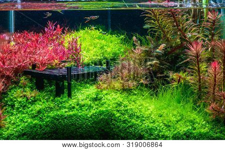 Beautiful Tropical Aqua Scape, Nature Aquarium Green Plant An Tropical Colorful Endler's Guppy Fish 