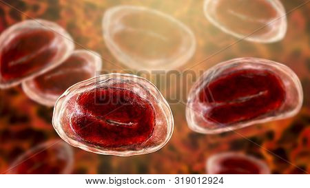 Eggs Of Helminths Enterobius Vermicularis Containing Worm Larva. Threadworm Which Cause Enterobiasis