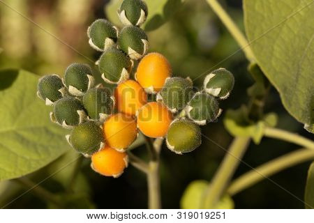 Yellow And Green Fruits Of A Dwarf Tamarillo, Solanum Abutiloides