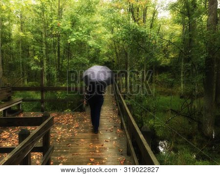 Woman holding an umbrella waliking on a wooden path in the woods on a rainy day. Seen from behind the woman is unrecognizable. 