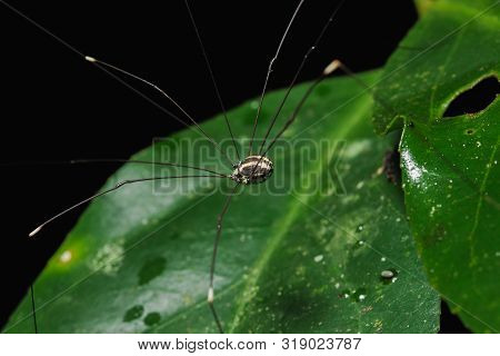 The spider is on the leaves in the natural forest.