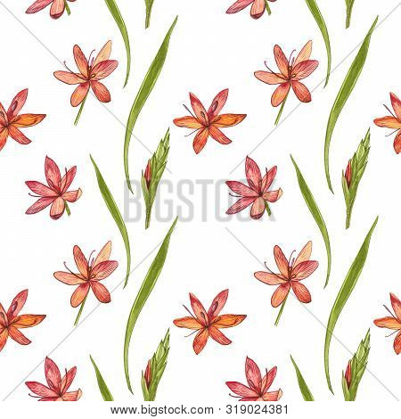 Kafir Lilies Flowers. Seamless Patterns. Collection Of Hand Drawn Flowers And Plants. Botany. Set. V
