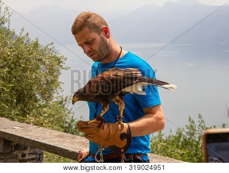 11.06.2019 Varenna, Italy, Europe: Trainer Holds His Eagle On A Hand With Leather Glove Of Falconry 