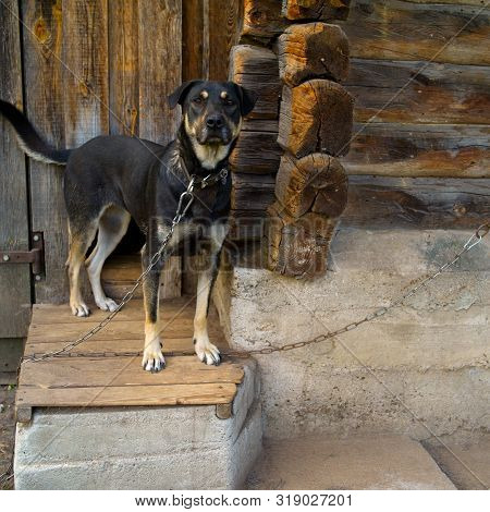 Tethrered Dog Standing In The Frontyard Near Its Kennel, Outdoor Shot