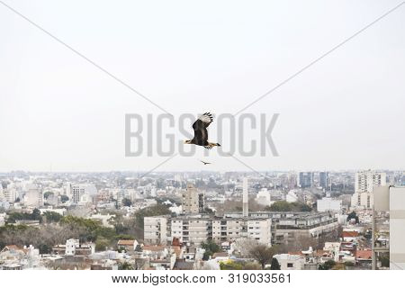 Flying Caracara Plancus Above Buildings At Buenos Aires City, Argentina.