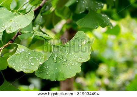 Ginkgo Biloba Leaf, Ginko Tree Foliage With Raindrops In Nature, Close-up