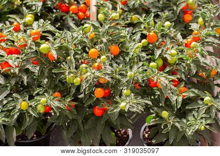 Solanum Pseudocapsicum Winter Cherry Red Yellow Nightshade Berries Among Greenery, Potted Ornamental
