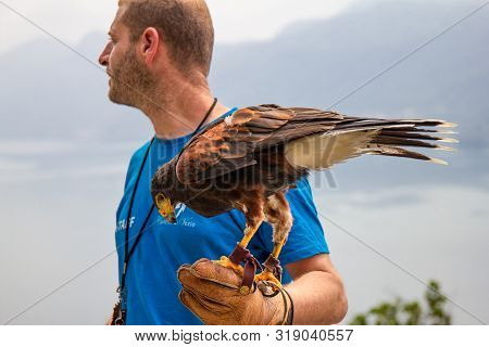 11.06.2019 Varenna, Italy, Europe: Trainer Holds His Eagle On A Hand With Leather Glove Of Falconry 