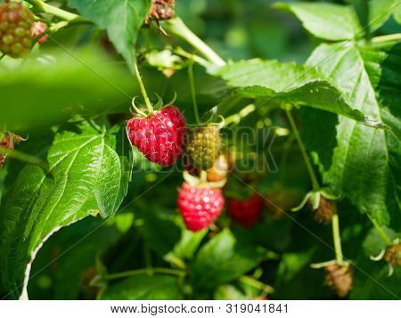 Summer Raspberries On The Bush. In The Garden On The Branches Of The Raspberry Bush Is Maturing A La