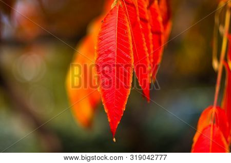 Autumn Red And Yellow Colors Of The Rhus Typhina, Staghorn Sumac, Anacardiaceae, Leaves Of Sumac On 