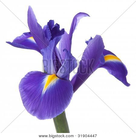 Blå iris eller blueflag blomst isoleret på hvid baggrund