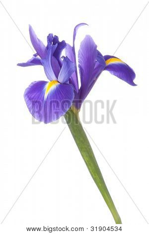 Blå iris eller blueflag blomst isoleret på hvid baggrund