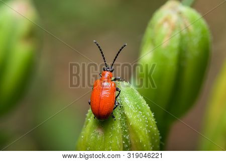 The Scarlet Lily Beetle, Red Lily Beetle, Or Lily Leaf Beetle - Lilioceris Merdigera - Close Up - Ma