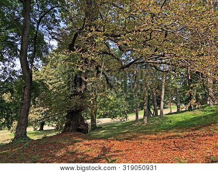 Park Of Pejacevic Castle Or Perivoj Dvorca Pejacevic - Nasice, Croatia