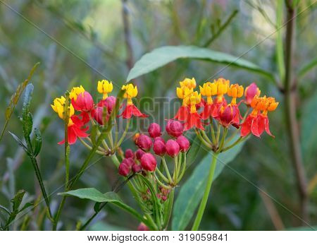 Flowering Exotic Plant Jatropha Podagrica In The Garden