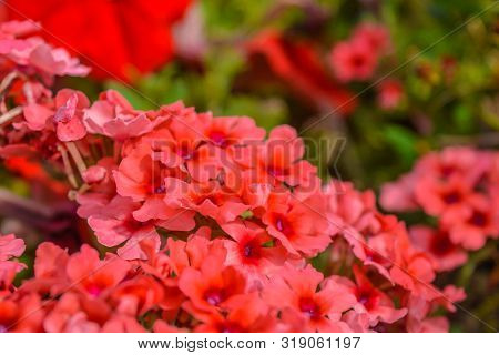 Red Pelargonium Or Geranium Flower In Summer Garden. Red Geranium Flowers On Blurred Background. Bri