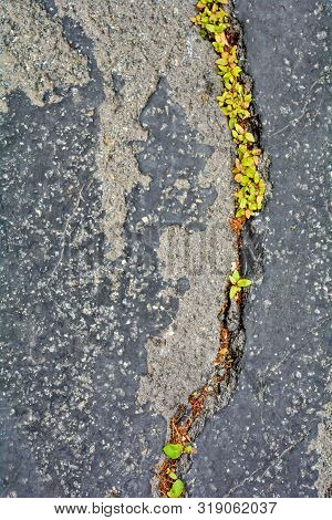 Green Plants Breaks Through Crack In Asphalt. Sign Of Thirst For Life, Craving For Life. Save The Ea