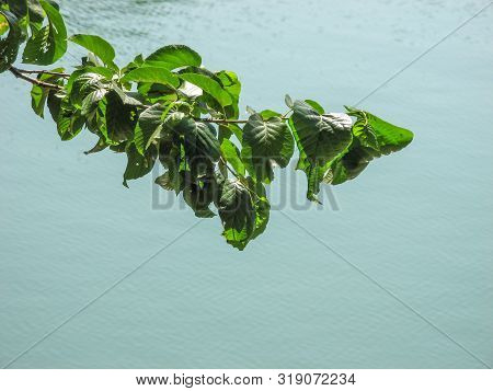 Green Alder  Or Alnus  Tree Branche Blue Water. Alder Tree Branch  With Blue Water Background. Alnus