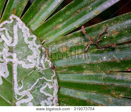Close Up Of A Green And White Patterned Leaf On A Green Palm Front, Both Beginning To Decay