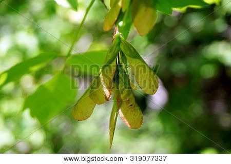 Paired Samaras Appear On Boxelder Trees (acer Negundo) In Harbor Springs, Michigan, During June.