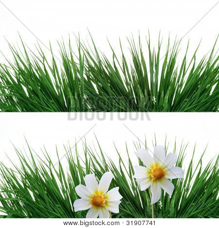 Grama verde e flores isoladas em branco
