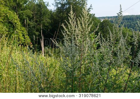 Blooming Plants Of Artemisia Vulgaris Or Common Mugwort In Hilly Landscape Of Swabian Alb In Germany