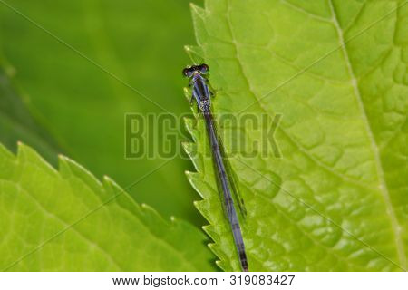 Close up shot of dragonfly on the leaf