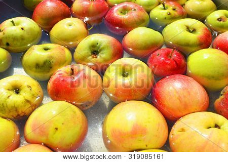 Ukrainian Bright And Colorful, Fresh Apples Plucked From A Tree And Lying With Water For Washing. Br