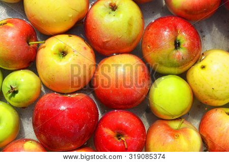 Ukrainian Bright And Colorful, Fresh Apples Plucked From A Tree And Lying With Water For Washing. Br