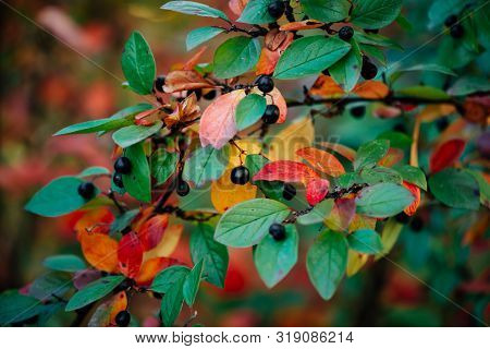 Berry On Cotoneaster Branch On Fall Bokeh Background. Bearberry Shrub With Autumn Leaves Close-up. F