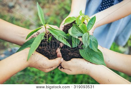 Children Plant Plants Together In Their Hands. Selective Focus.