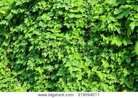Beautiful And Vibrant Green Hop Leaves With Ripe Flowers And A Vine, Humulus Flowering Plants, Famil