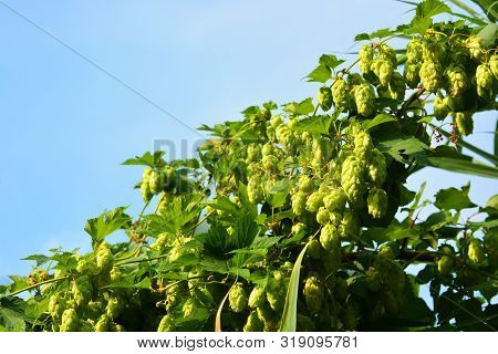 Beautiful And Vibrant Green Hop Leaves With Ripe Flowers And A Vine, Humulus Flowering Plants, Famil